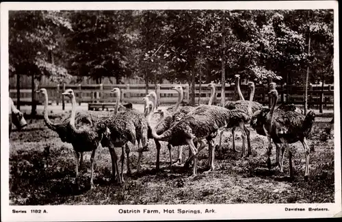 Ak Hot Springs Arkansas USA, Ostrich Farm