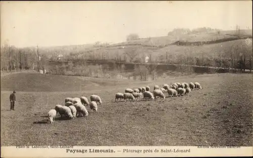 Ak Saint Leonard Limousin Haute Vienne, Paturage, moutons