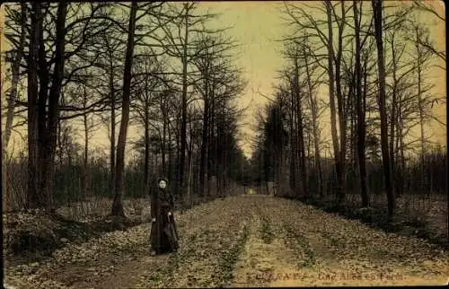 Ak Taverny Val d'Oise, Une Allée en Forêt