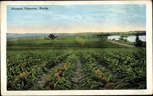 Ak Florida USA, Pineapple Plantation