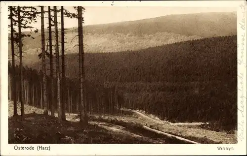 Ak Osterode in Niedersachsen, Waldidyll, Landschaftsansicht im Harz