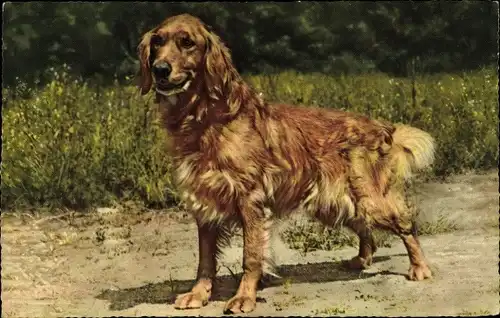 Ak Brauner Hund auf einem Weg, Hundeportrait