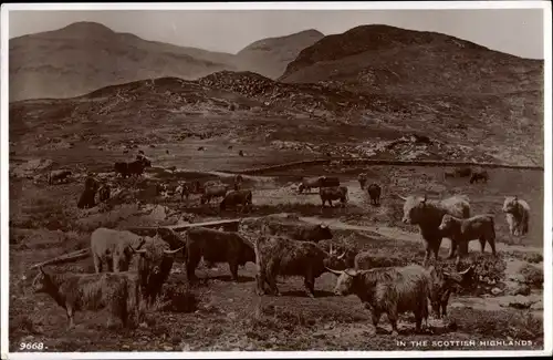 Ak Schottland, In the scottish highlands, Rinder