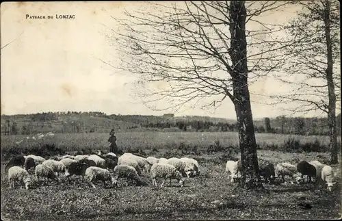 Ak Lonzac Corrèze, Paysage, weidende Schafe