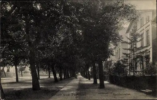 Ak Parchim in Mecklenburg Vorpommern, Buchholzallee