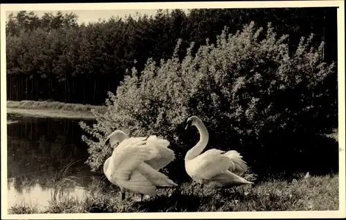 Foto Ak Zwei Schwäne an einem Ufer