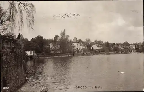 Ak Morges Kt. Waadt Schweiz, La Baie, Schwan