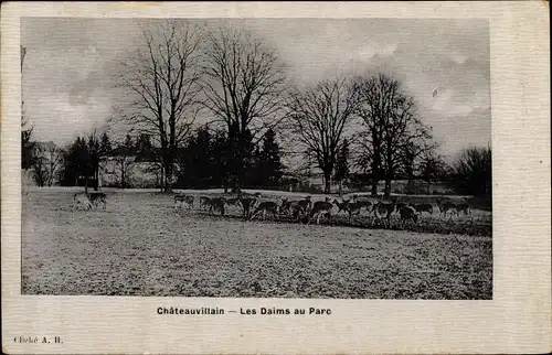 Ak Chateauvillain Haute Marne, Les Daims au Parc