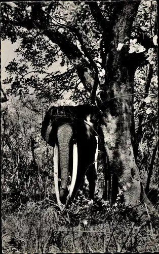 Ak Faune Africaine, Elephant male, Elefant, Stoßzähne