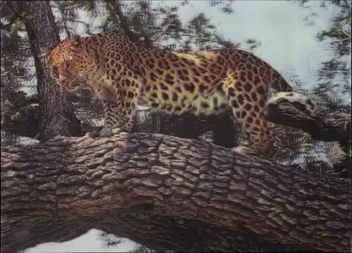 3-D Ak Leopard auf einem Baum, Raubkatze