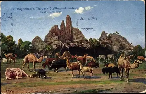 Ak Hamburg Eimsbüttel Stellingen, Carl Hagenbecks Tierpark, Heufressergehege, Kamele, Lamas, Zebras