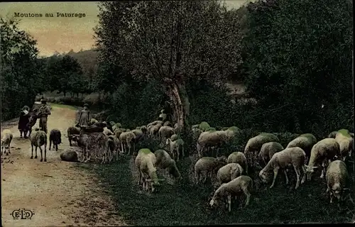 Ak Moutons au Paturage, Schafherde, Kinder