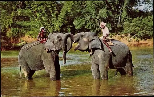 Ak Kandy Ceylon Sri Lanka, Elephants at Play, Mahaweli Ganga