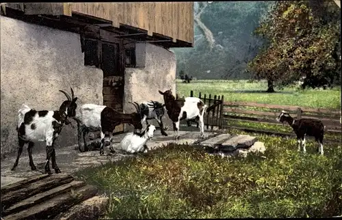 Ak Ziegen auf einem Bauernhof