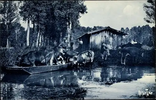 Ak Coulon Deux Sèvres, Le Marais Poitevin, vaches