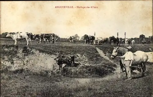 Ak Anguerville Calvados, Herbage des Allieux, Rinder, Weide