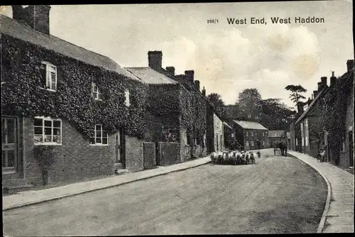 Ak West Haddon Northamptonshire England, Sheep on the Street