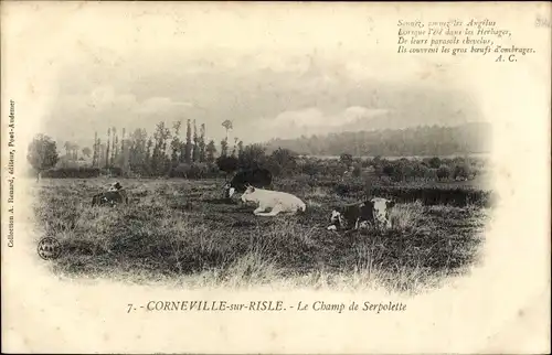 Ak Corneville sur Risle Eure, Le Champ de Serpolette, des Vaches