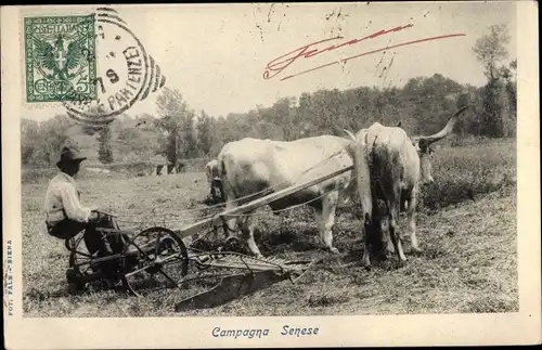 Ak Toskana, Campagna Senese, Rinderpflug, Bauer, Landwirtschaft