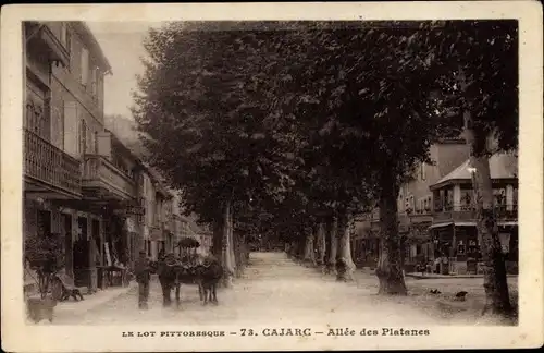 Ak Cajarc Lot, Allee des Platanes