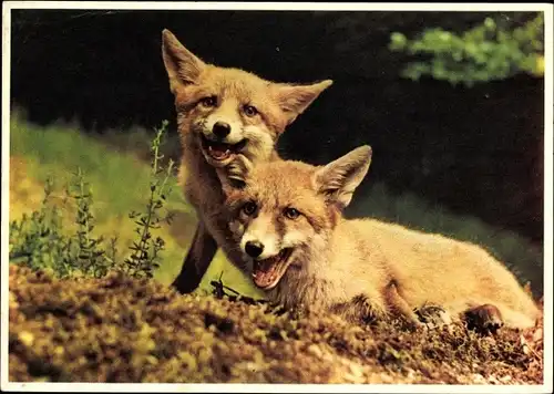 Ak Zwei junge Füchse, Pro Informis, Foto M. Meerkämper