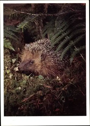 Ak Igel im Walde, Hérisson dans un sous bois