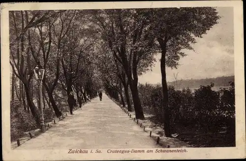 Ak Zwickau in Sachsen, Crateagus Damm am Schwanenteich