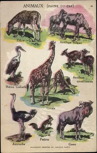 Künstler Ak Animaux, Faune du Cap, Gnu, Strauß, Antilope, Giraffe, Reiher, Zebra, Eichhörnchen