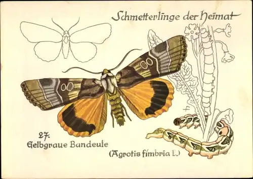 Künstler Ak Schmetterlinge der Heimat, Gelbgraue Bandeule, Agrotis fimbria L.