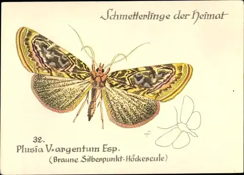 Künstler Ak Schmetterlinge der Heimat, Plusia V argentum Esp. Braune Silberpunkt Höckereule