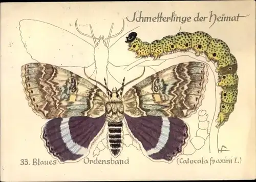 Künstler Ak Schmetterlinge der Heimat, Blaues Ordensband, Catocala fraxini L.
