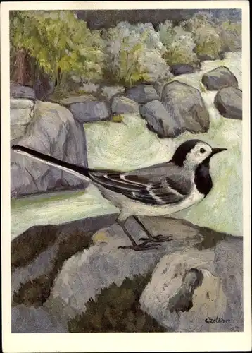 Künstler Ak Motacilla alba L., Bachstelze