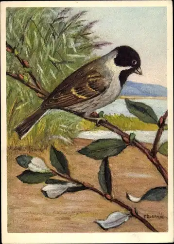 Künstler Ak Fringillidae, Emberiza schoeniclus schoeniclus L., Rohrammer