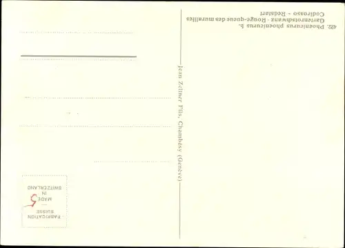 Künstler Ak Phoenicurus phoenicurus L., Gartenrotschwanz