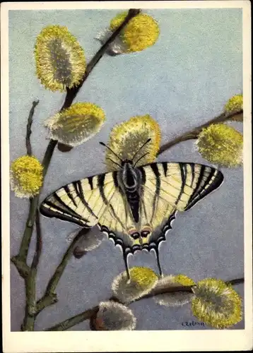 Künstler Ak Papilionidae, Papilio podalirius L., Segelfalter