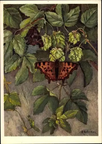 Künstler Ak Nymphalidae, Polygonia C album L., C-Falter