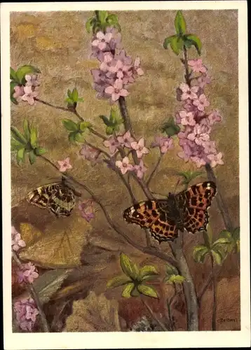 Künstler Ak Nymphalidae, Araschnia levana L., Landkärtchen