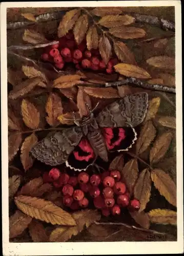 Künstler Ak Noctuidae, Catocala nupta L., Rotes Ordensband