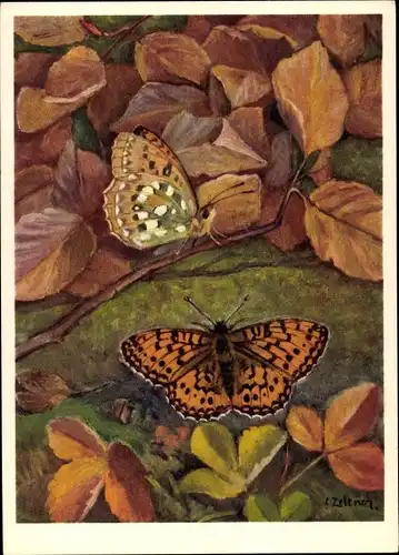 Künstler Ak Nymphalidae, Argynnis aglaia L., Großer Perlmutterfalter