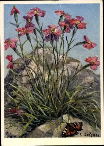 Künstler Ak Caryophyllaceae, Dianthus caryophyllus, Felsennelke