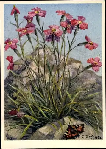 Künstler Ak Caryophyllaceae, Dianthus caryophyllus, Felsennelke