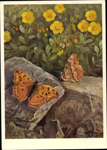Künstler Ak Nymphalidae, Polygonia egea Cr., Hopfenfalter
