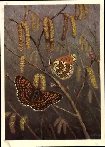 Künstler Ak Nymphalidae, Melitaea cinxia L., Scheckenfalter