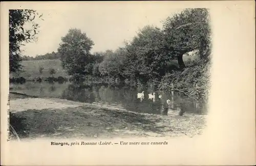 Ak Riorges Loire, Une mare aux canards