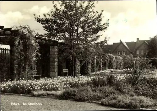 Ak Erfurt in Thüringen, Im Stadtpark