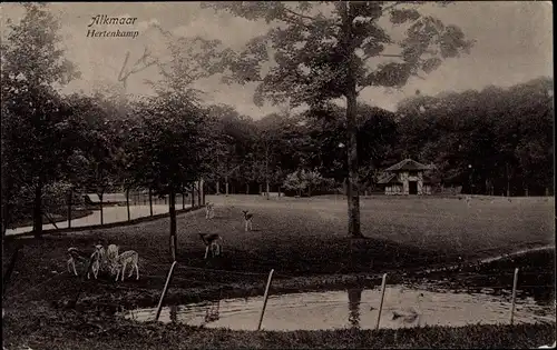 Ak Alkmaar Nordholland Niederlande, Hertenkamp, Rehe