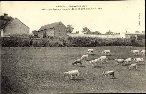 Ak Néris les Bains Allier, Vaches au pacage, pré des Chaudes