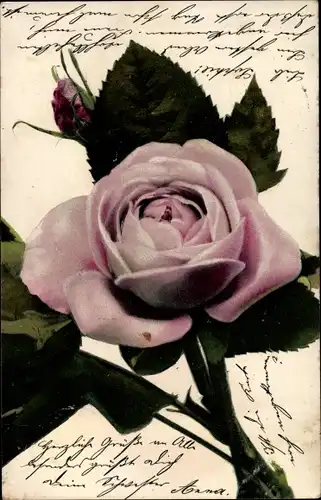 Ak Rosa Rosenblüte, Blätter, Knospe