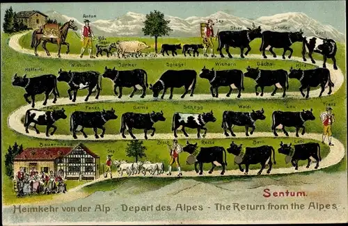 Präge Ak Sentum, Rinder Abtrieb, Heimkehr von der Alp zum Bauernhaus