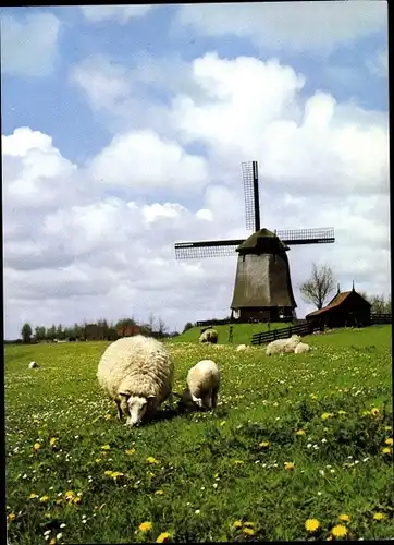 Ak Alkmaar Nordholland Niederlande, Windmühle bei Schermerhorn, Schafe